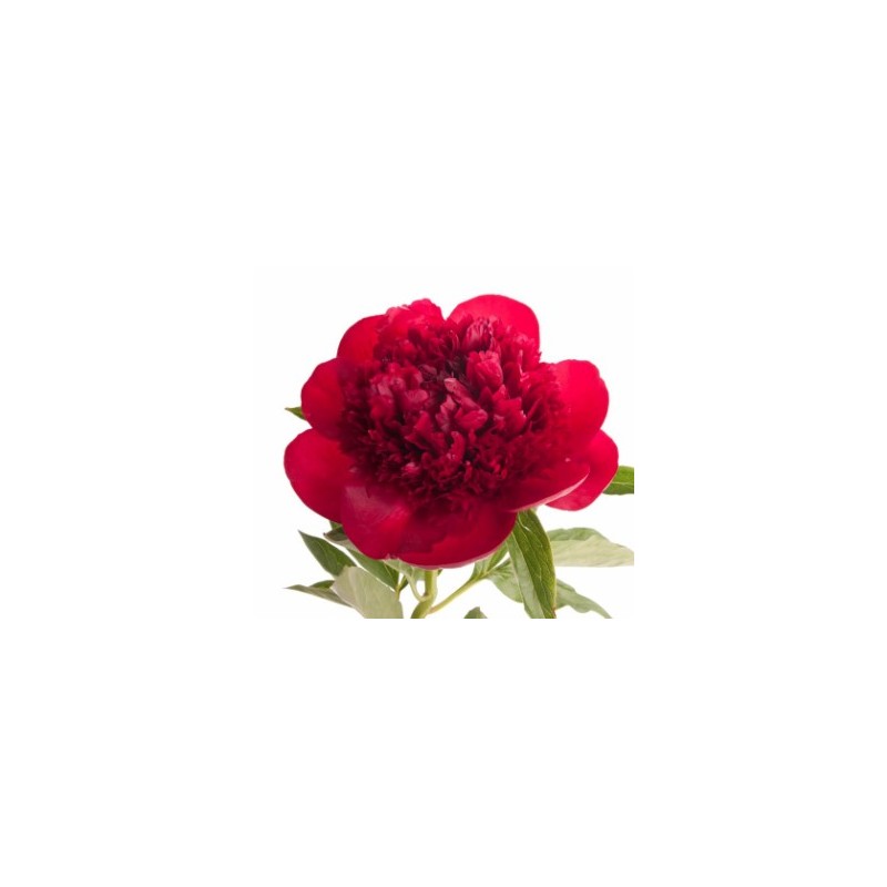 Pojeng Red Charm punane