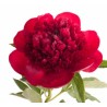 Pojeng Red Charm punane