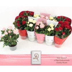 Rosa Beau Monde mix 10,5/25