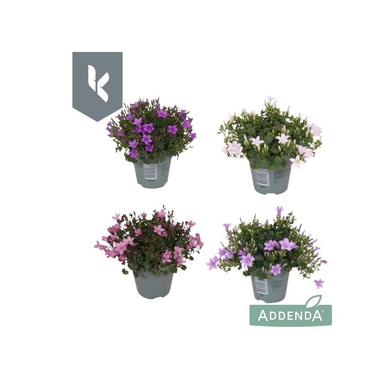 Campanula Addena 12/25 mix