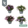 Campanula Addena 12/25 mix