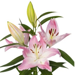 Lilium Colet OR roosa