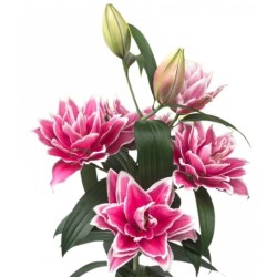 Lilium Roselily Samantha OR roosa