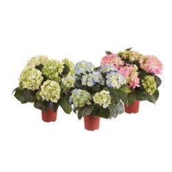Hortensia mix 14cm RIKETS AIAND