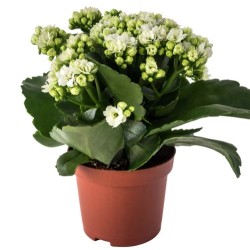Kalanhoe Calandiva White 10,5cm