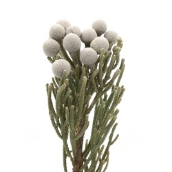 Kaaps Brunia Silver 50cm hall