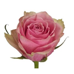 Roos Athena Royale 50cm roosa
