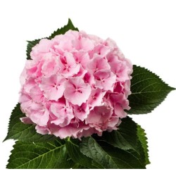 Hortensia Verena Pink 70-80cm heleroosa