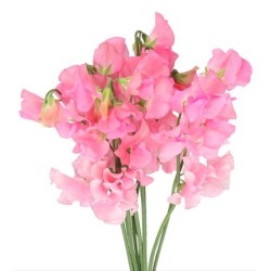 Lathyrus(Lillehernes) roosa 35+ cm