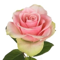 Roos Belle Rose 50cm roosa/kreem