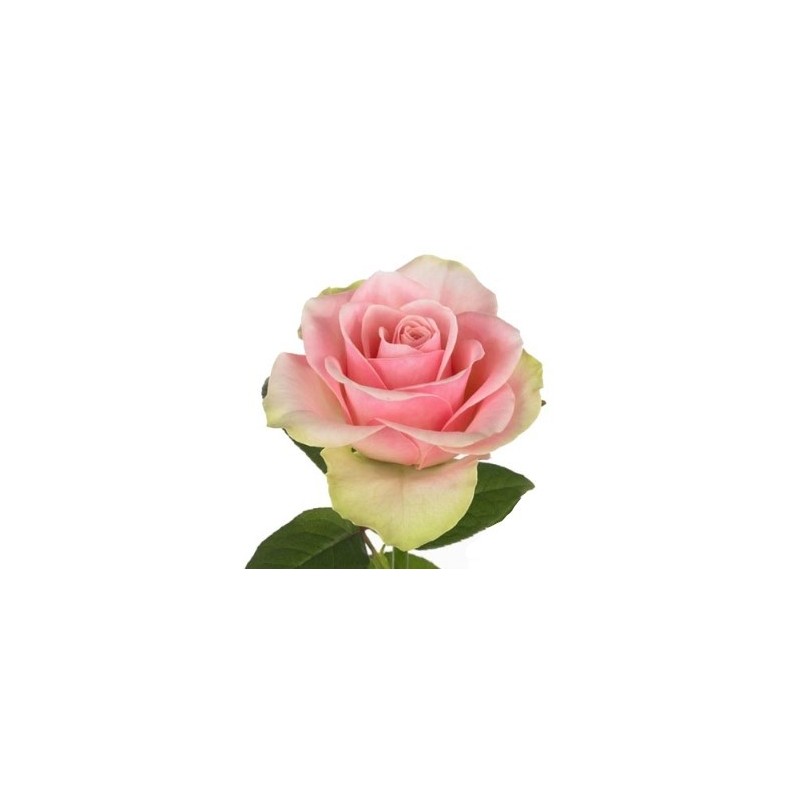 Roos Belle Rose 50cm roosa/kreem