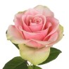 Roos Belle Rose 50cm roosa/kreem