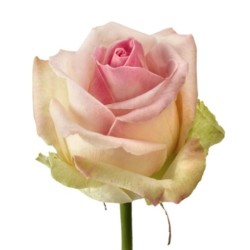 Roos Avalanche Sorbet 50cm roosa