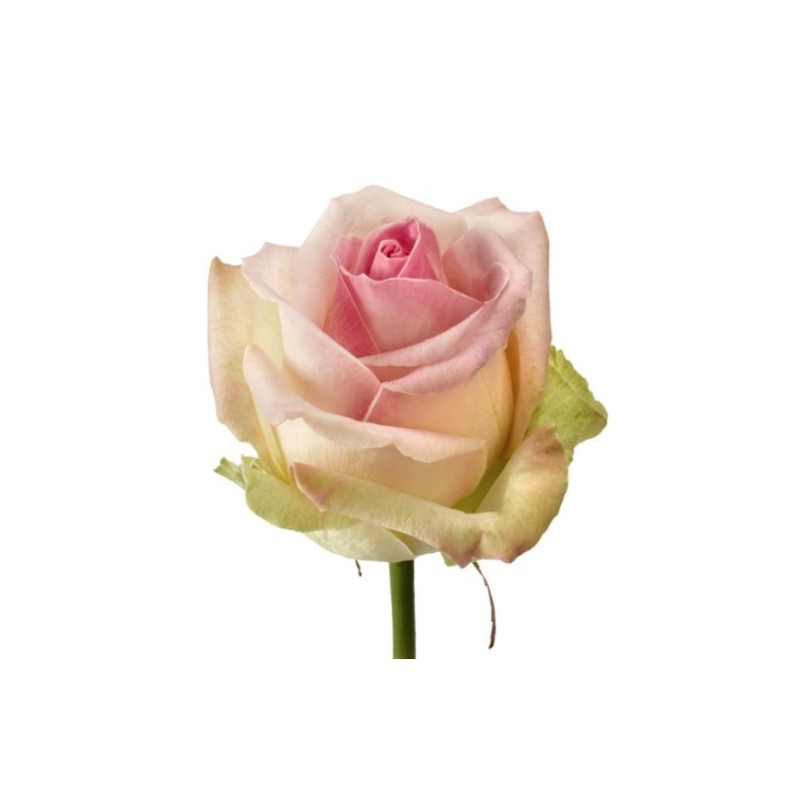 Roos Avalanche Sorbet 50-60cm roosa