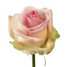 Roos Avalanche Sorbet 50-60cm roosa
