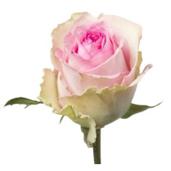 Roos Brigitte Bardot 50cm roosa/kreem