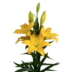 Lilium Nashville LA kollane