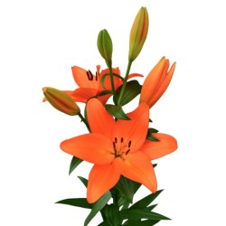 Lilium Sunderland oranz
