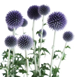 Echinops Blue Globe 70cm lilla