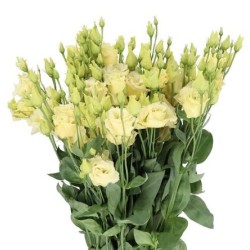 Eustoma Alissa Yellow kollane 70-75cm