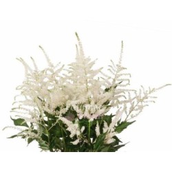 Astilbe Washington valge
