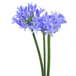 Agapanthus Uri 60cm sinine