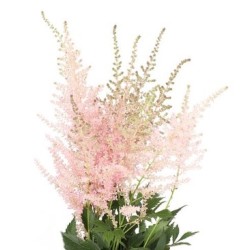 Astilbe Europa 60cm heleroosa