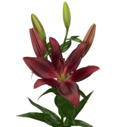 Lilium Forza Red punane