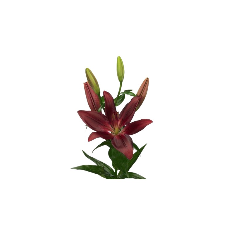 Lilium Forza Red punane