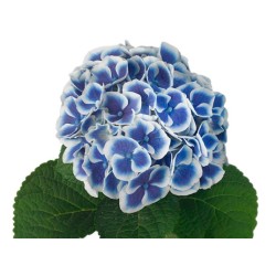 Hortensia Mag.Beautensia Dali 50-60cm sinine/valge