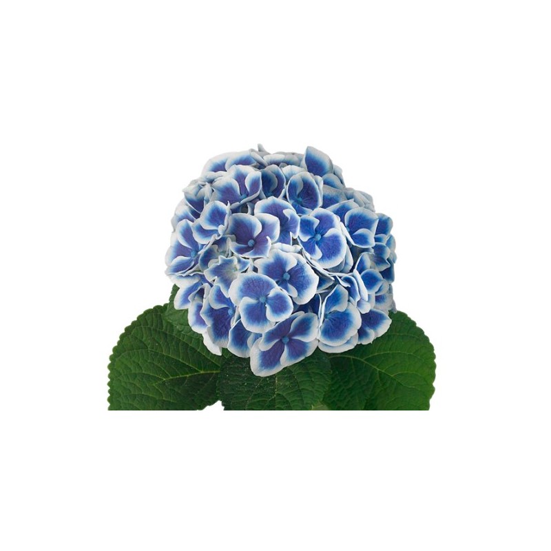 Hortensia Mag.Beautensia Dali 50-60cm sinine/valge