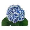 Hortensia Mag.Beautensia Dali 50-60cm sinine/valge