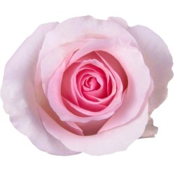 Roos Nena EQ 60cm roosa