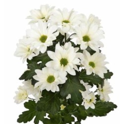 Krüs.Babe Bianco valge