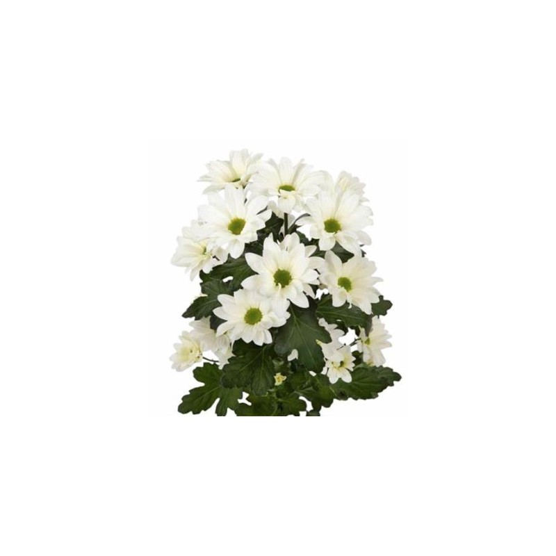 Krüs.Babe Bianco valge