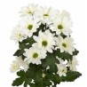 Krüs.Babe Bianco valge