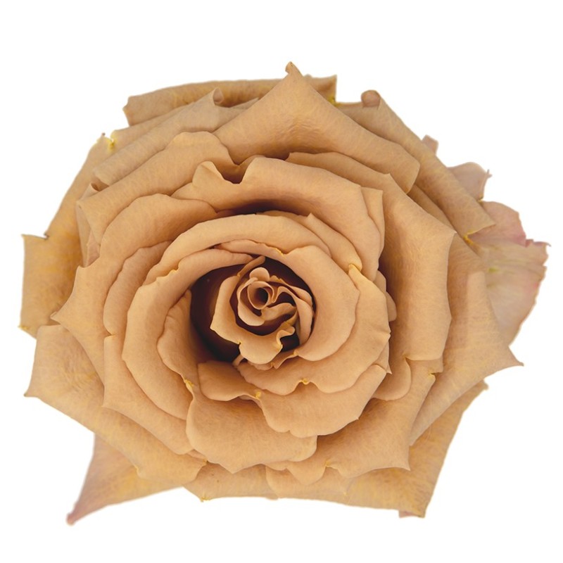 Roos Toffee EC 50cm