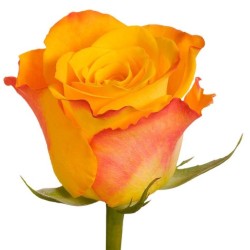 Roos Marie Claire 60cm oranž