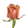 Roos Mocachino 60-70cm pruun