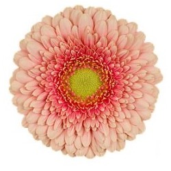 Germ.Gerponi Zenna salmon