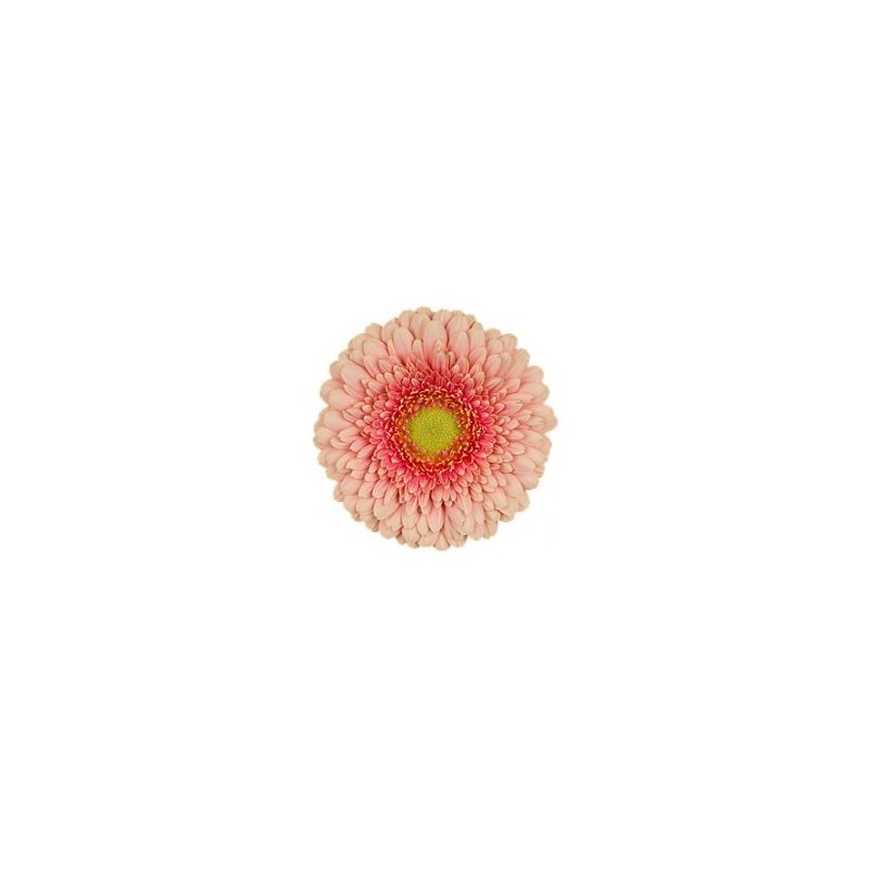 Germ.Gerponi Zenna salmon