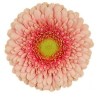 Germ.Gerponi Zenna salmon
