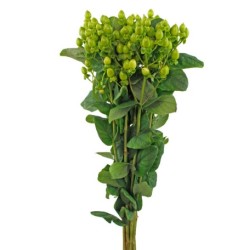 Hypericum roheline (TP)