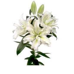 Lilium Roselily Aisha OR valge