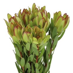 Leucadendron Safari Goldstrike 50cm kollane