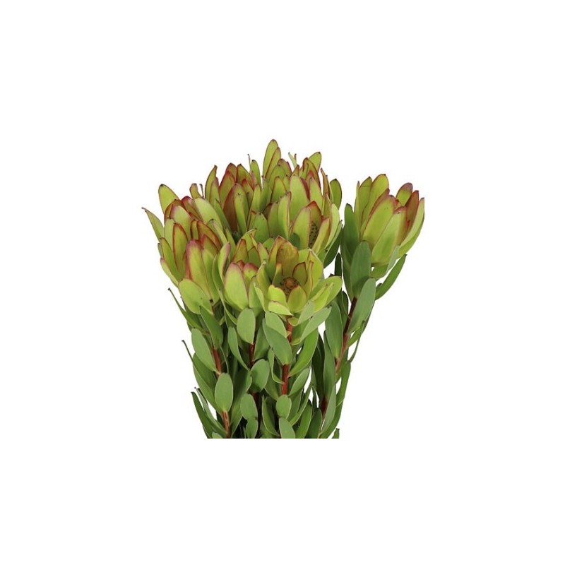 Leucadendron Safari Goldstrike 50cm kollane
