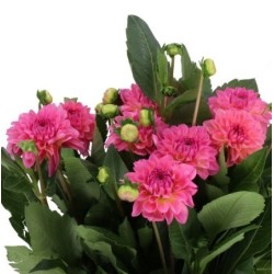 Dahlia Esli roosa