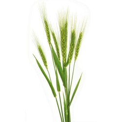 Triticum Aestivum- viljapead