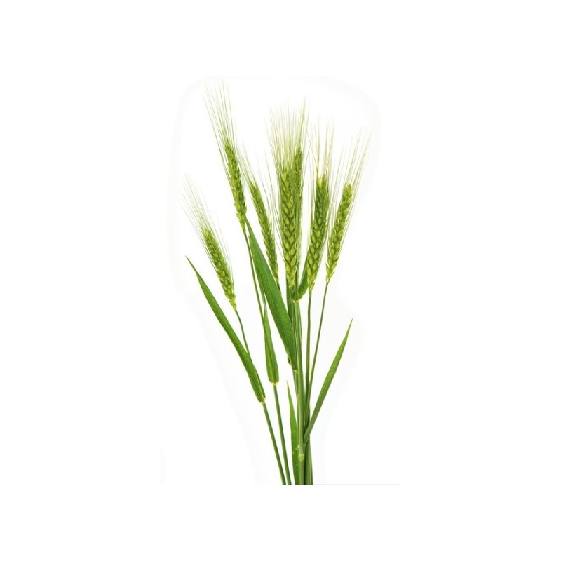 Triticum Aestivum- viljapead