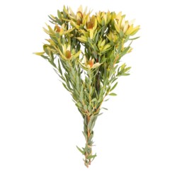 Leucadendron Pizza kollane spray 60cm